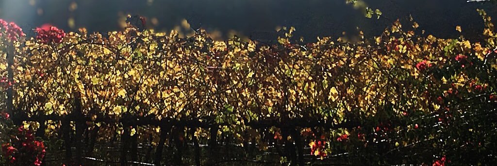TheTastingGuy's profile banner image