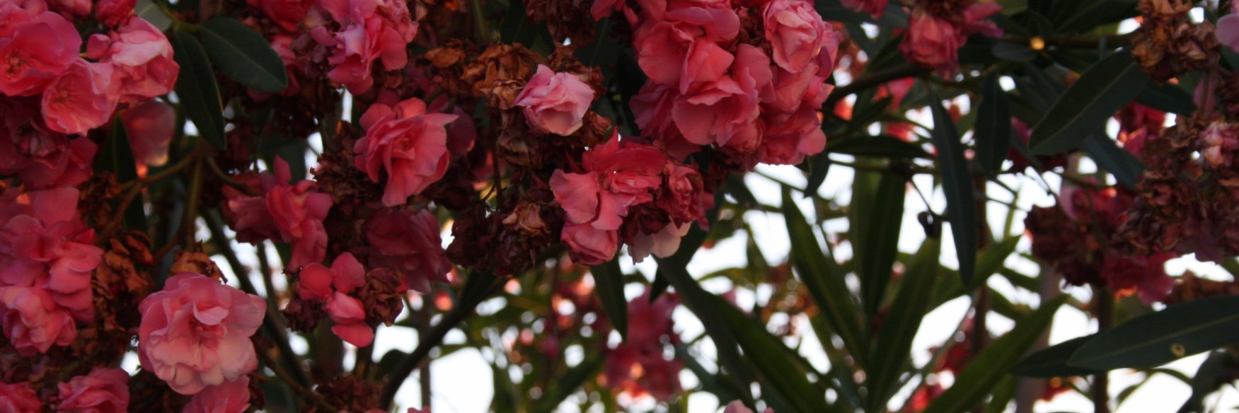 𝑨𝒏𝒂 𝑴𝒐𝒍𝒊𝒏𝒂🌸 banner