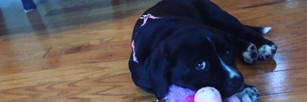 Chaandler4's profile banner image