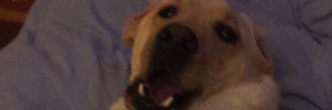 lindseylindeman's profile banner image