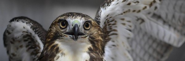 wildbirdfund Profile Banner