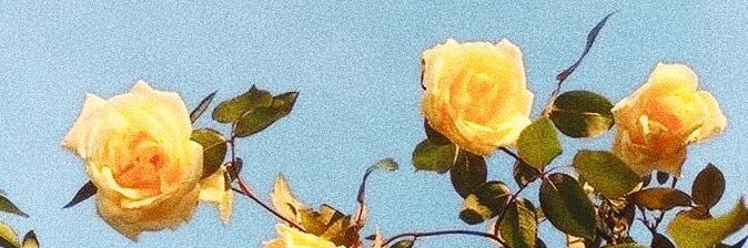 emmaboocormack's profile banner image