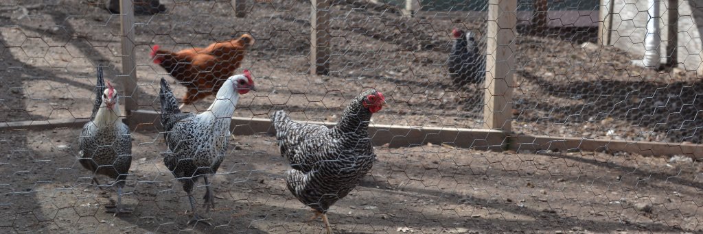 St Louis Food Policy banner