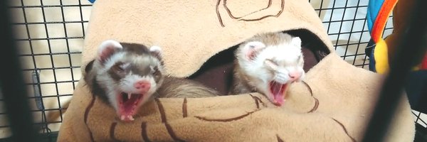 fffandfff Profile Banner