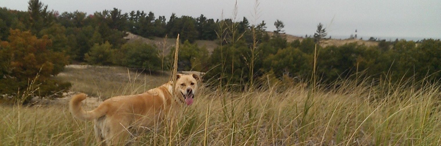 golfingelk's profile banner image