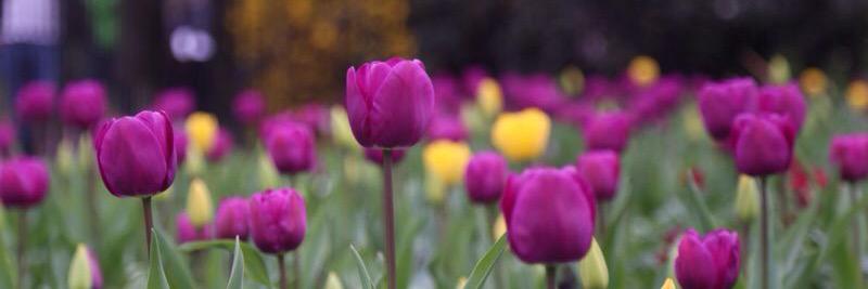 Aey_AlThani's profile banner image