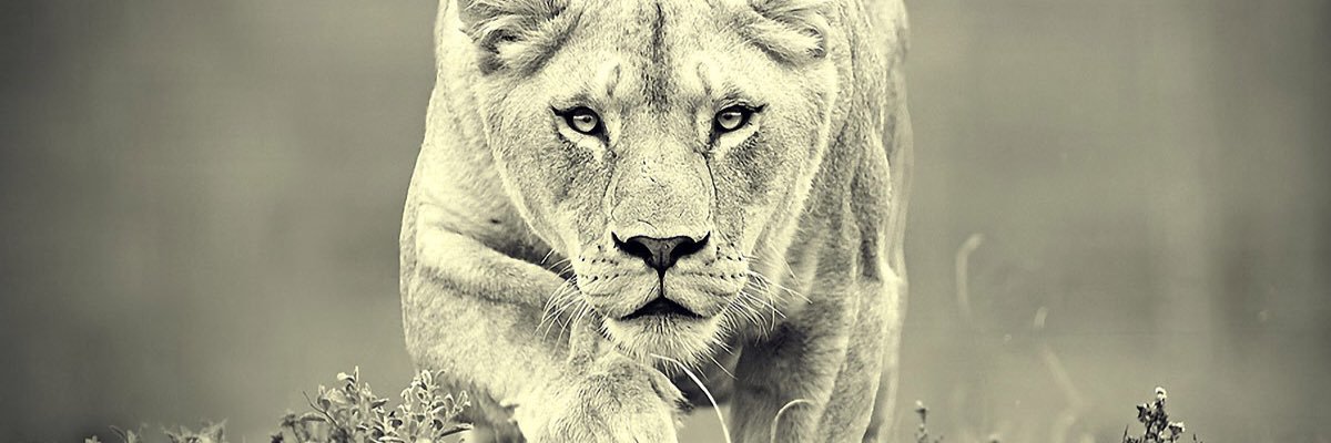 PeytonHeath's profile banner image