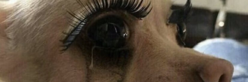OhSandyWandy's profile banner image