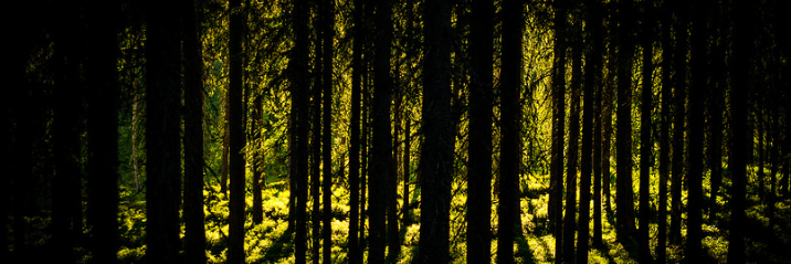 PsycoArtist's profile banner image