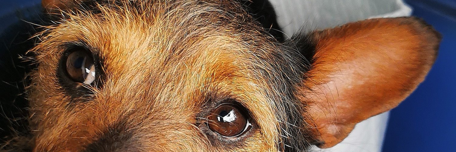 wirralcat #FBPE #ProEu #GTTO banner