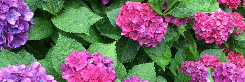 Phyllis Carls @Poshing_like_A_Boss banner