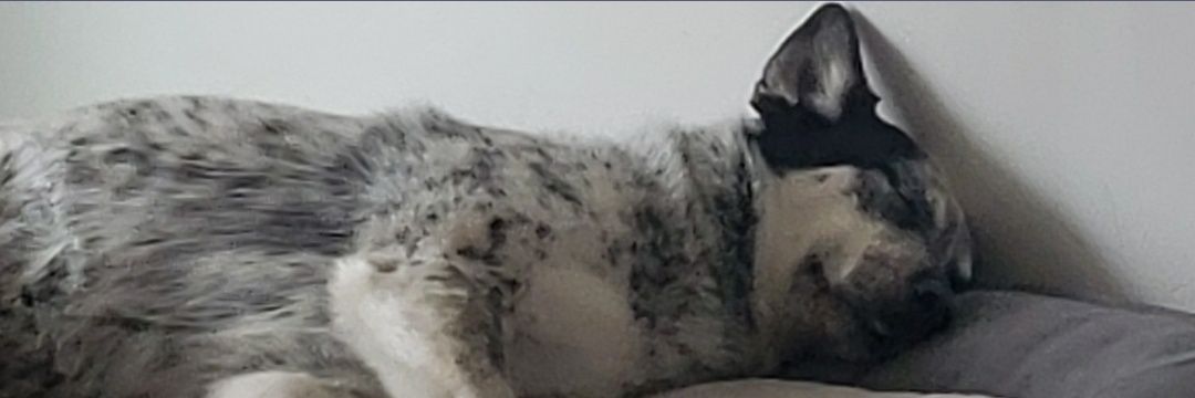 Trickertweeter7's profile banner image