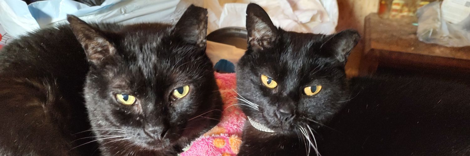 pippercat's profile banner image
