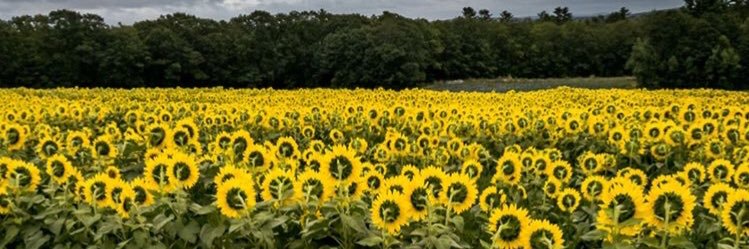 HasanAzcan's profile banner image