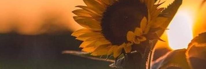 FloryRuiz_'s profile banner image