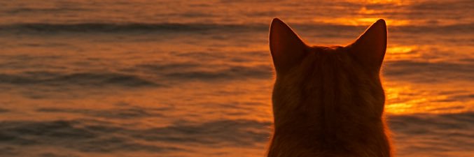stockholmbig's profile banner image