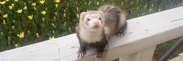 aki_funy Profile Banner