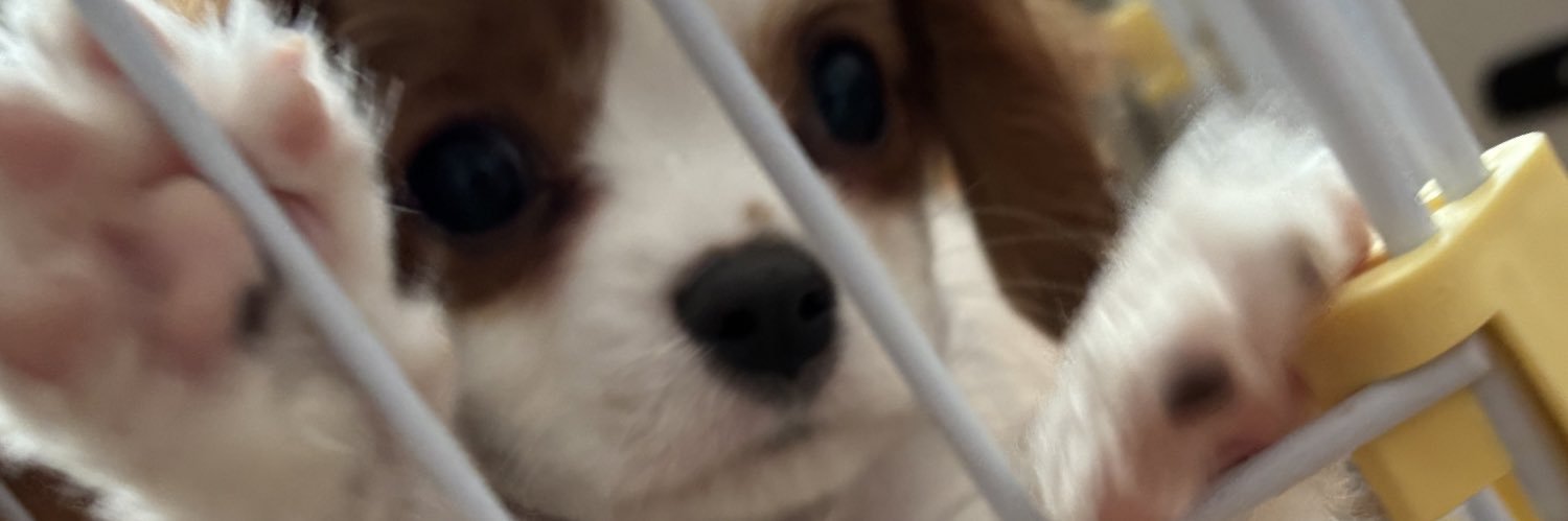 ダイヤ banner