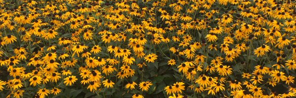 GergesEmma Profile Banner