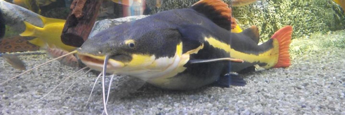 Josep Maria Teixidó banner