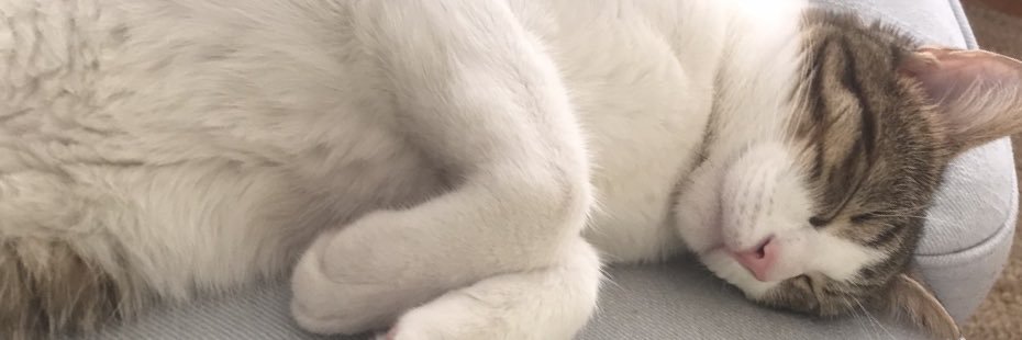 rosewithsuu's profile banner image