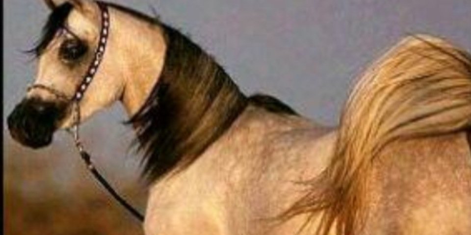 f4144f's profile banner image