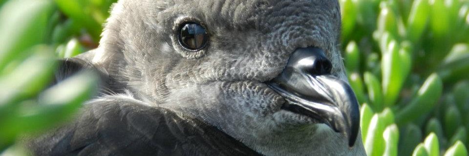 pterodromas's profile banner image