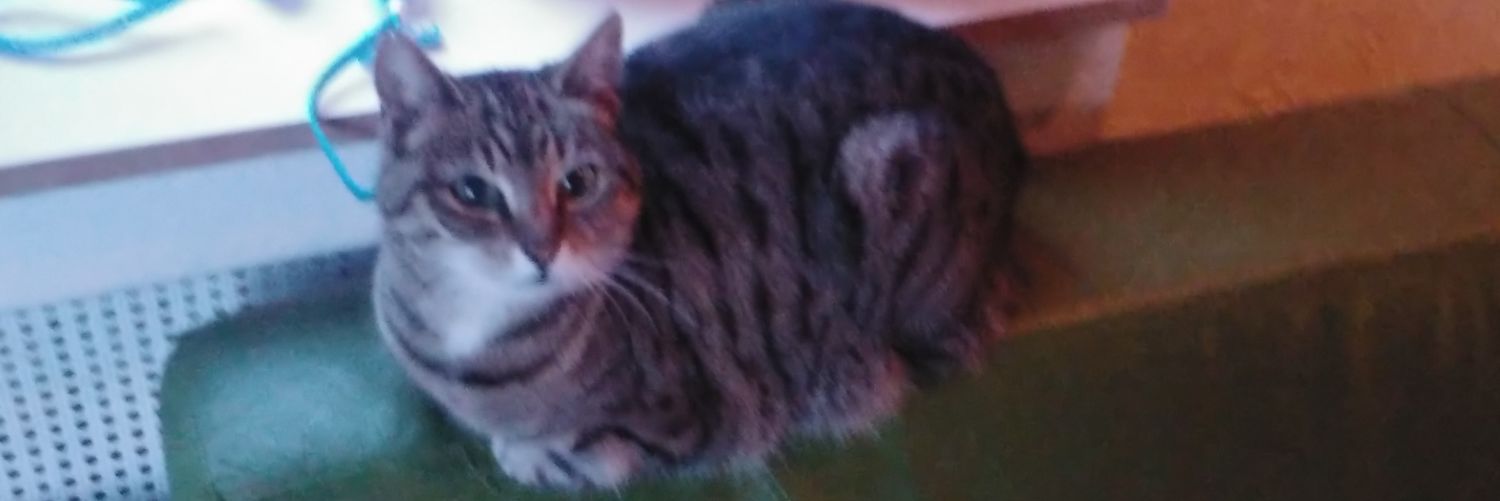 Danny_Bogers's profile banner image