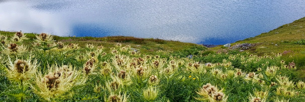 Roland Schegg banner