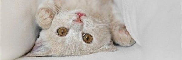 novaanggii's profile banner image