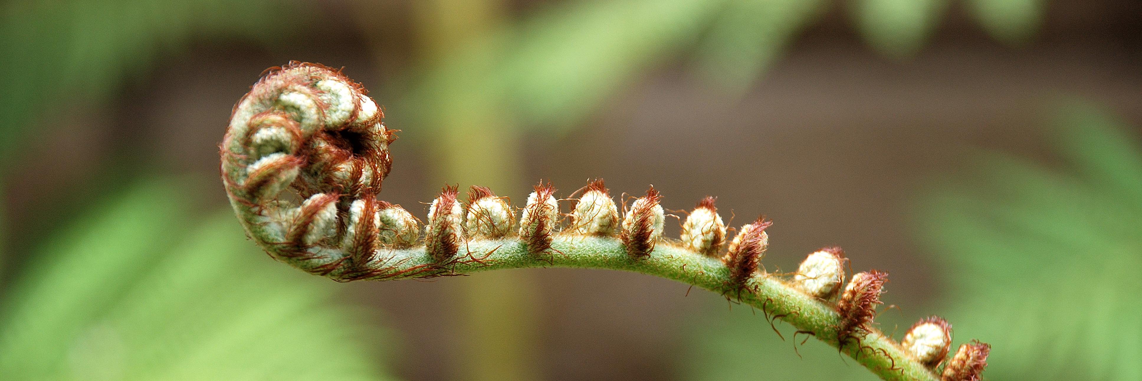 koru_yoga's profile banner image