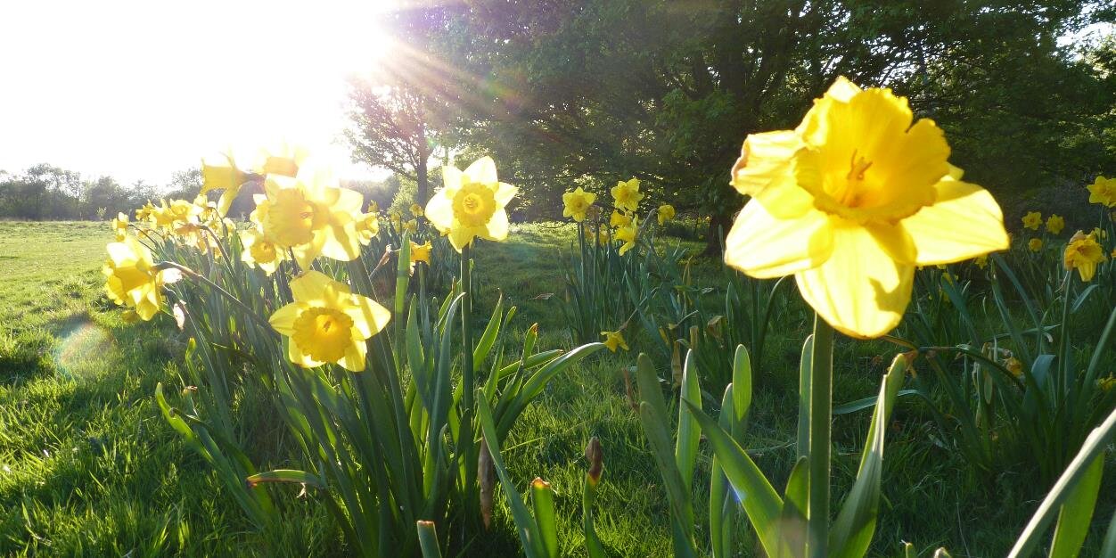 Imogen Shepherd-DuBey banner