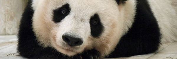 puncheno Profile Banner