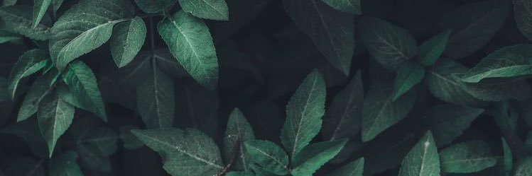 consueloalasm_'s profile banner image