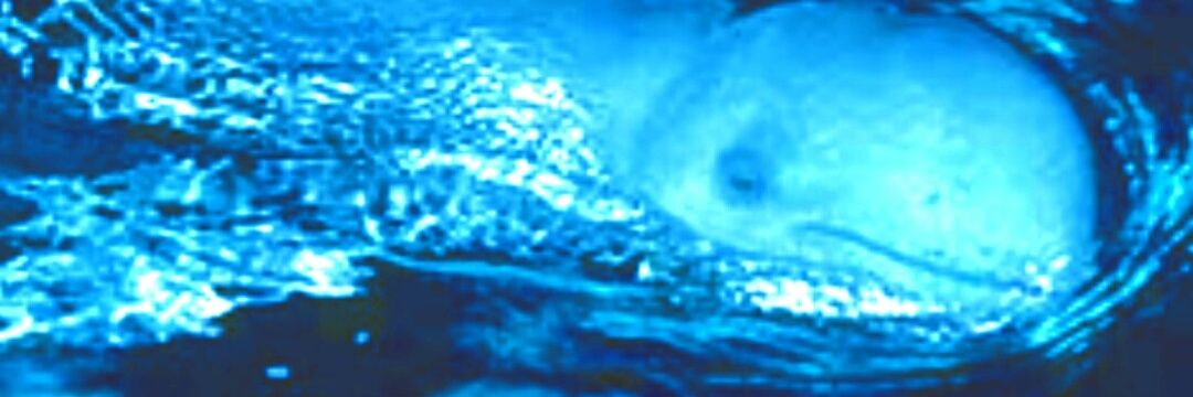 Asian Wildlife FDN banner