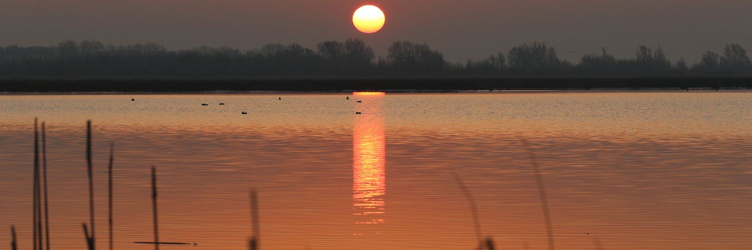 Niels van Pelt banner