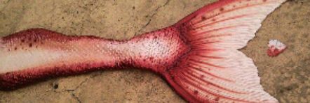 MermanGerard's profile banner image