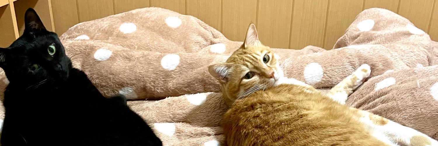 しいたけ。🐈🍊🐈‍⬛ banner