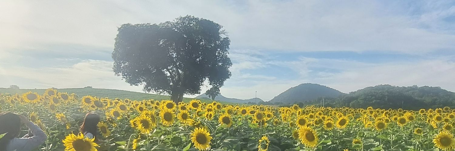 sunflower🌻 banner