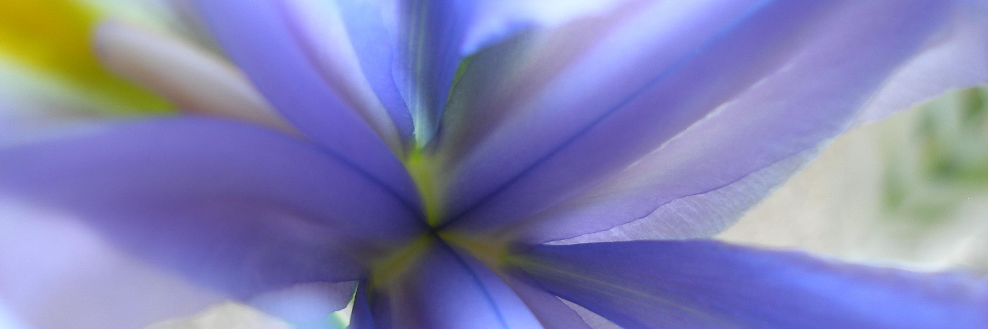 JulieAArmsMeeks's profile banner image
