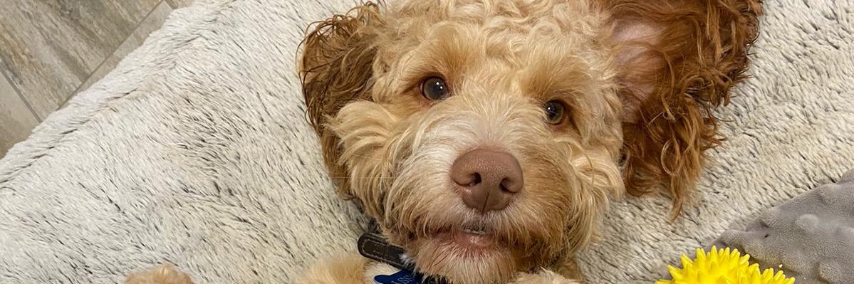 Brian Dunning banner