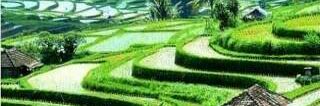 jayawij99716564's profile banner image
