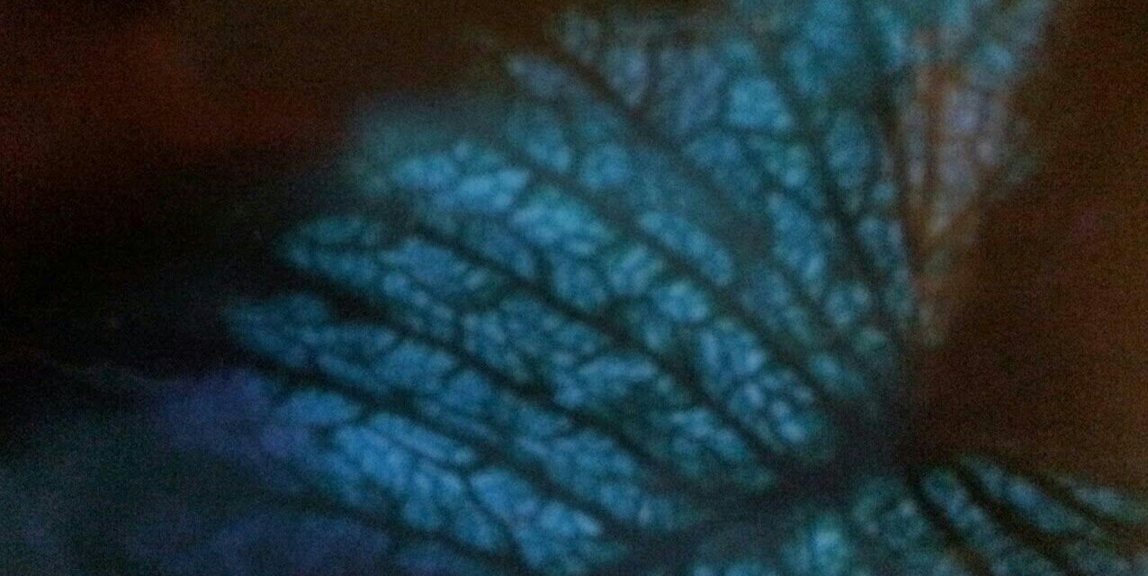 cadjine's profile banner image