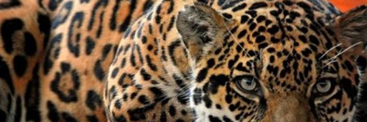 foppinaces's profile banner image