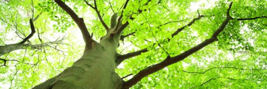 SaveShadeTree's profile banner image