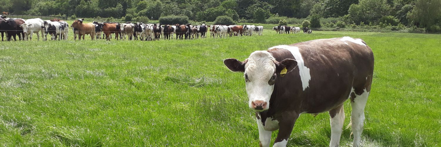 Chris Stephenson banner