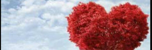Noe banner