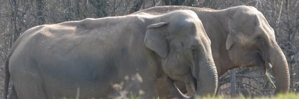 Elephant Haven banner