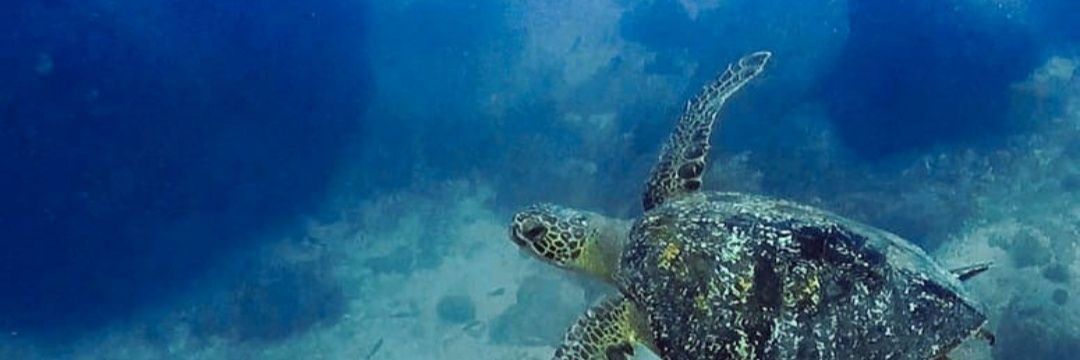 dan_hawksbill's profile banner image