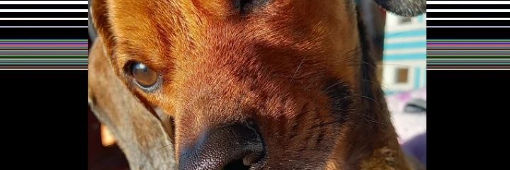 ArrobaSimpson1's profile banner image